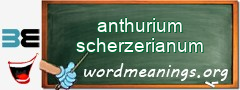 WordMeaning blackboard for anthurium scherzerianum